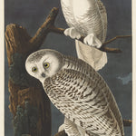 Snowy Owl