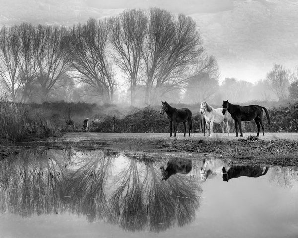 Three Horses