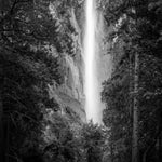 Bridalvaiel Fall Yosemite BW